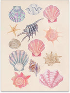 Pink Shell Posters Funky Coastal Cowgirl Wall Art Vintage Beach House by Unknown