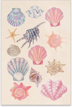 Pink Shell Posters Funky Coastal Cowgirl Wall Art Vintage Beach House by Unknown