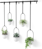 Umbra Triflora Hanging Planter for Window, Indoor Herb Garden by Umbra