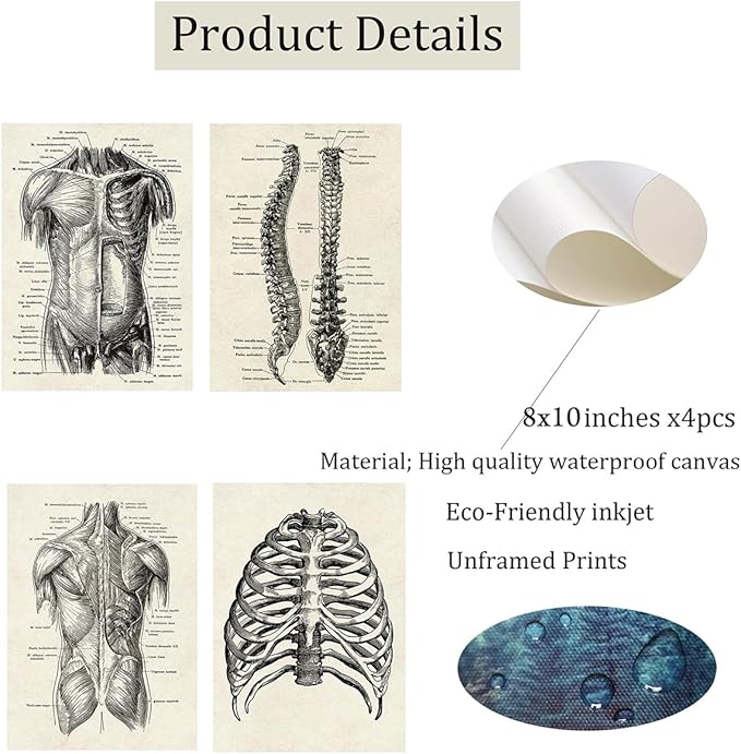 Ohhvvow Human Anatomy Artwork Medical Wall Art Canvas, 8 * 10 Inch Muscle - Image 2