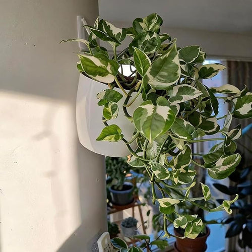 3 Pack Self Watering Wall Hanging Planter Pots Vertical Garden Window Hang - Image 2