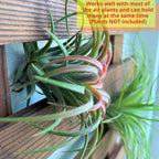 ShopLaLa Wall Planter - Image 5