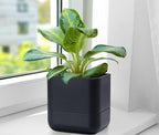 Phoenix Vine 6.5 Inch Wall Mounted Self-Watering Planter Pot - Image 8