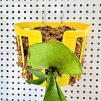 Staghorn Fern Mount Wall Planter Basket Vertical Orchid Hanging Planter - Image 11