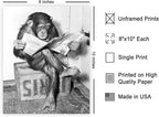 Poster Master Chimpanzee Poster - Image 2