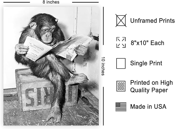 Poster Master Chimpanzee Poster - Image 2