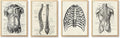Ohhvvow Human Anatomy Artwork Medical Wall Art Canvas, 12 * 18 Inch Muscle by Ohhvvow
