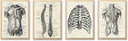 Ohhvvow Human Anatomy Artwork Medical Wall Art Canvas, 12 * 18 Inch Muscle by Ohhvvow