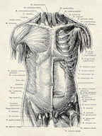 Ohhvvow Human Anatomy Artwork Medical Wall Art Canvas, 12 * 18 Inch Muscle - Image 3