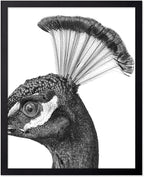 Poster Master Vintage Peacock Poster by PosterMaster