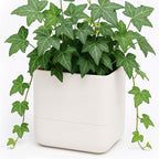Phoenix Vine 6.5 Inch Wall Mounted Self-Watering Planter Pot by Phoenix+Vine