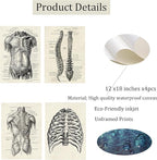 Ohhvvow Human Anatomy Artwork Medical Wall Art Canvas, 12 * 18 Inch Muscle - Image 2