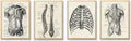 Ohhvvow Human Anatomy Artwork Medical Wall Art Canvas, 8 * 10 Inch Muscle by Ohhvvow