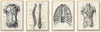 Ohhvvow Human Anatomy Artwork Medical Wall Art Canvas, 8 * 10 Inch Muscle by Ohhvvow