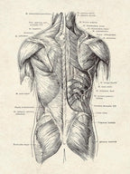 Ohhvvow Human Anatomy Artwork Medical Wall Art Canvas, 8 * 10 Inch Muscle - Image 6