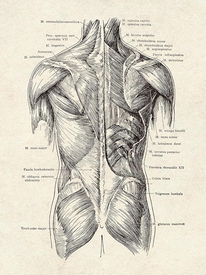 Ohhvvow Human Anatomy Artwork Medical Wall Art Canvas, 12 * 18 Inch Muscle - Image 6