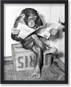 Poster Master Chimpanzee Poster by PosterMaster