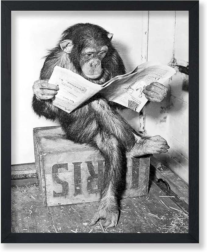 Poster Master Chimpanzee Poster by PosterMaster