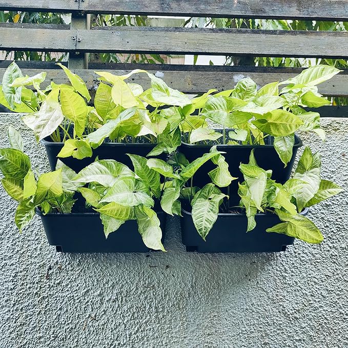 Maxona Vertical Wall Planter for Indoor Plant-Walls Mounted Pot - Image 7