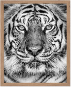 Poster Master Vintage Tiger Face Print by PosterMaster