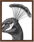 Poster Master Vintage Peacock Poster by PosterMaster