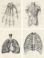 Ohhvvow Human Anatomy Artwork Medical Wall Art Canvas, 8 * 10 Inch Muscle - Image 4