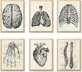 Ohhvvow Human Anatomy Artwork Medical Wall Art Canvas, 8 * 10 Inch Muscle by Ohhvvow
